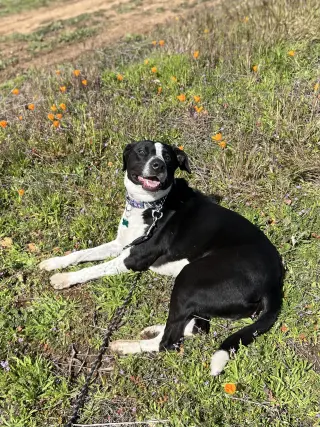 Lola