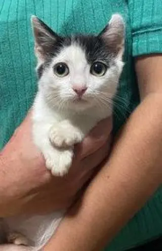 Calipurr