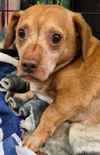 Puggie