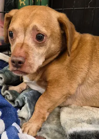 Puggie