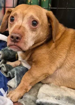 Puggie