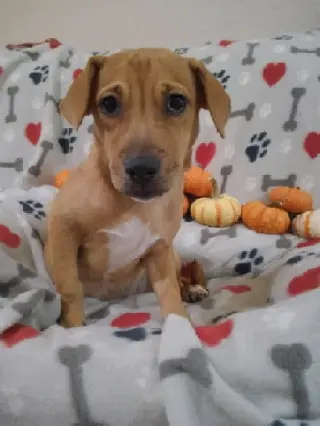 Lilly