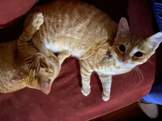 Bumble and Bee