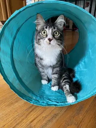 Percy