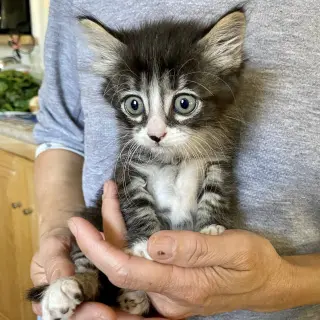 Percy