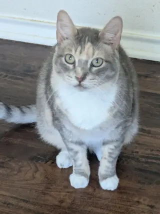 Momma Tortilla