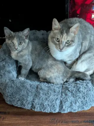 Momma Tortilla