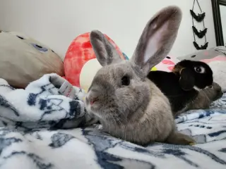 Edna (bonded to Dobbie)