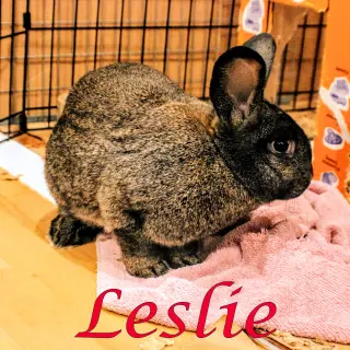Leslie