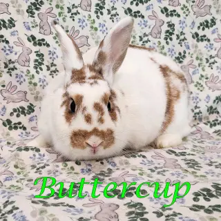 Buttercup