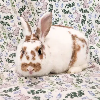Buttercup