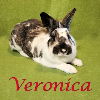 Veronica