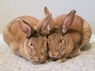 Ernie (bonded to Bert)
