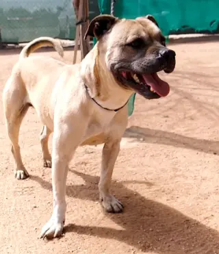Diesel -