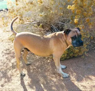 Diesel -