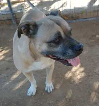 Diesel -