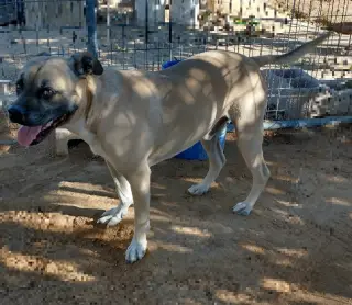 Diesel -