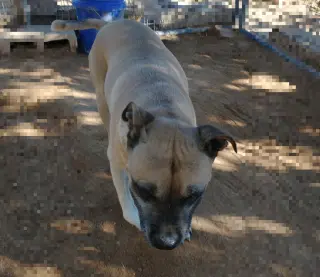 Diesel -