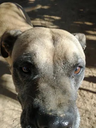 Diesel -