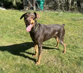 Copper