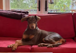 Copper