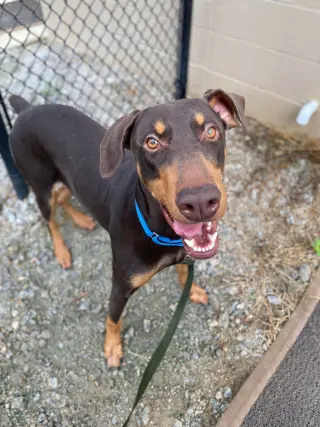 Copper