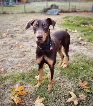 Copper