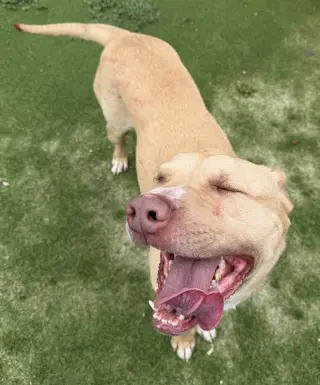 Thor
