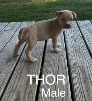 Thor