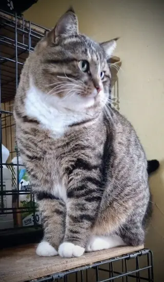 Dunkin’ (Tabby w/4 wht paws-M)
