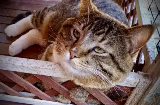 Dunkin’ (Tabby w/4 wht paws-M)