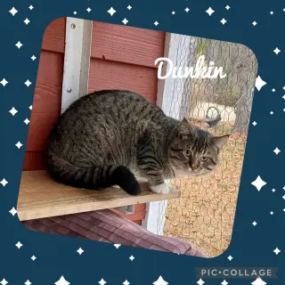 Dunkin’ (Tabby w/4 wht paws-M)