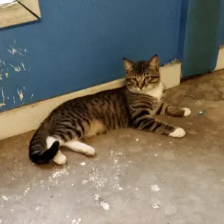 Dunkin’ (Tabby w/4 wht paws-M)