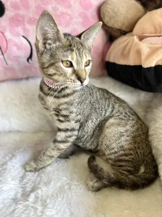 Venus