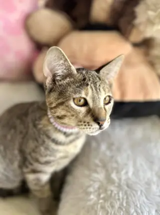 Venus