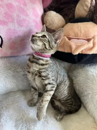 Venus