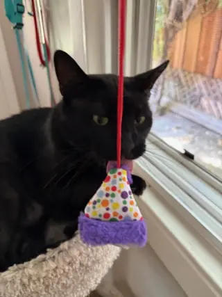 Big (Courtesy Post)