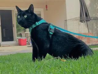 Big (Courtesy Post)