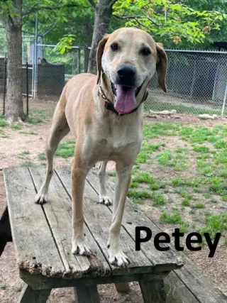 Petey