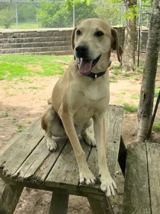 Petey