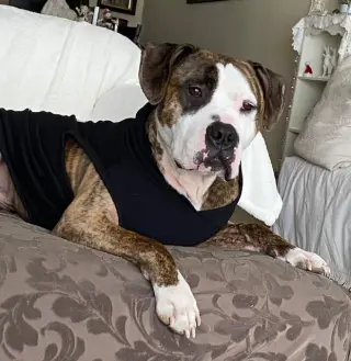 Rocky (the Brindle)