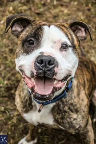 Rocky (the Brindle)