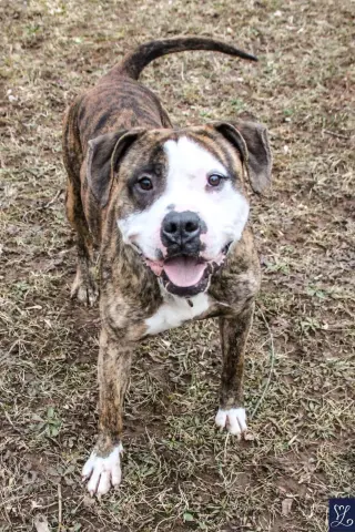 Rocky (the Brindle)