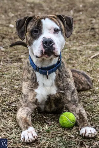 Rocky (the Brindle)
