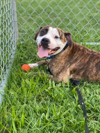 Rocky (the Brindle)
