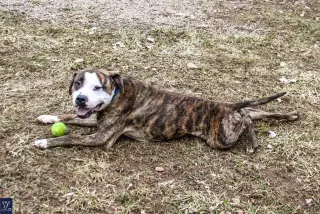 Rocky (the Brindle)