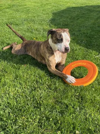 Rocky (the Brindle)