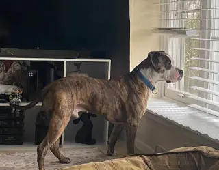 Rocky (the Brindle)