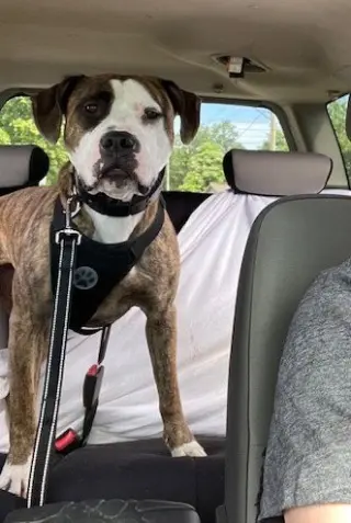 Rocky (the Brindle)
