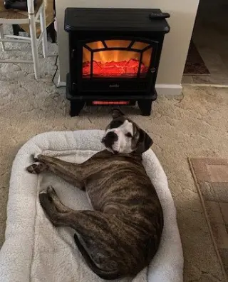 Rocky (the Brindle)